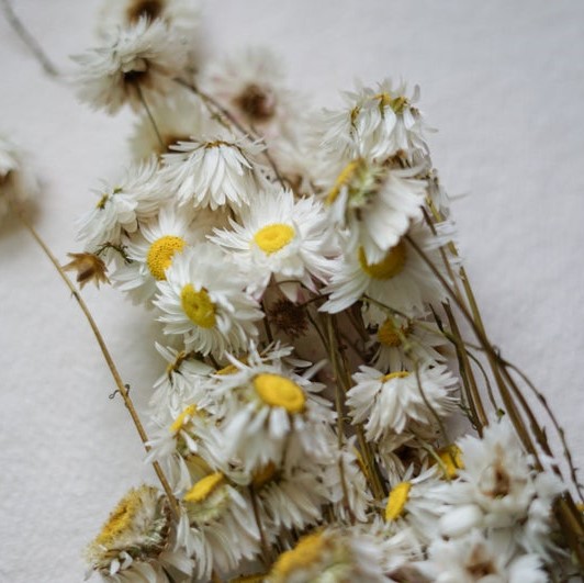 Gänseblümchen Helipterum, getrocknet