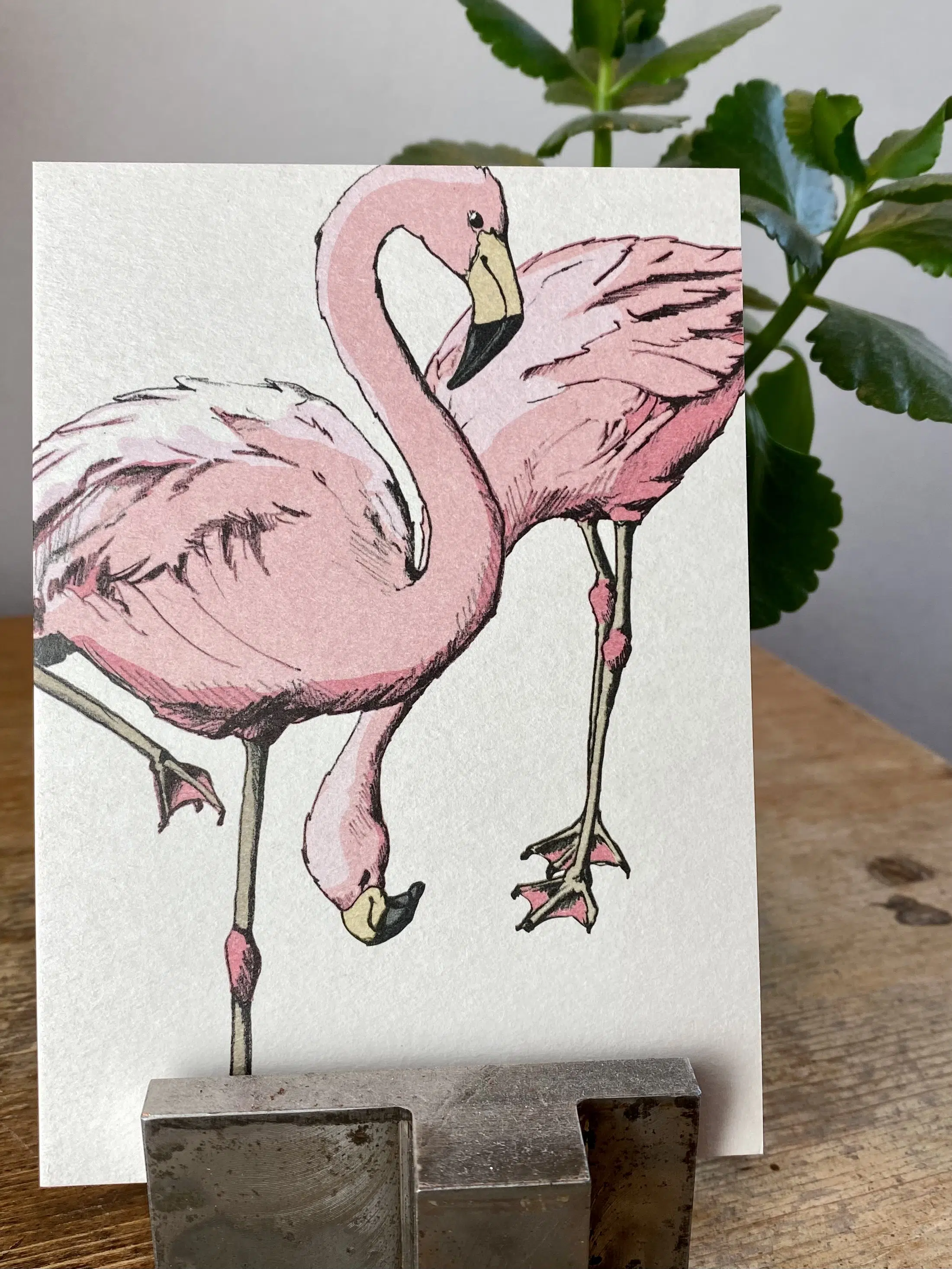 Flamingos