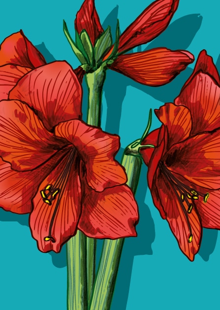 Postkarte rote Blumen "TIMATA" von illi