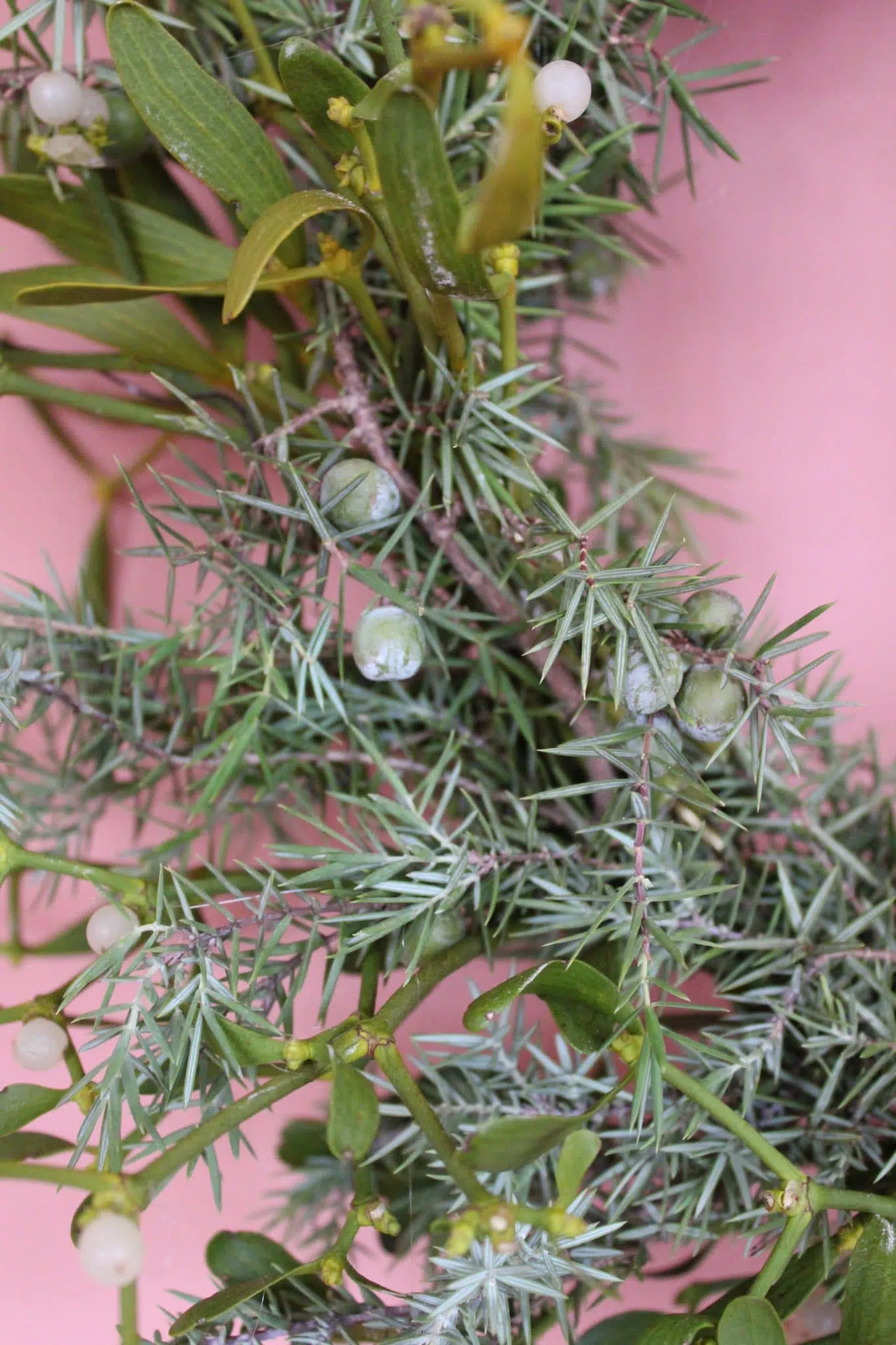Türkranz "Mistletoe"