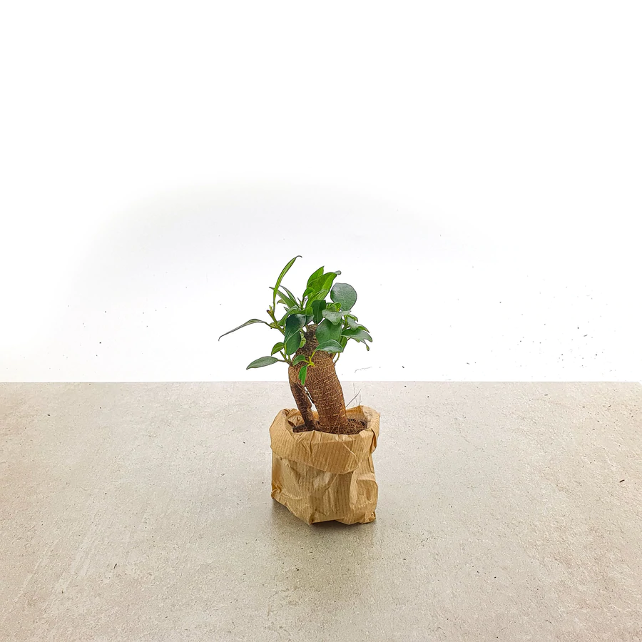 Flaschengarten 5L mit "Bonsai Microcarpa Ginseng"