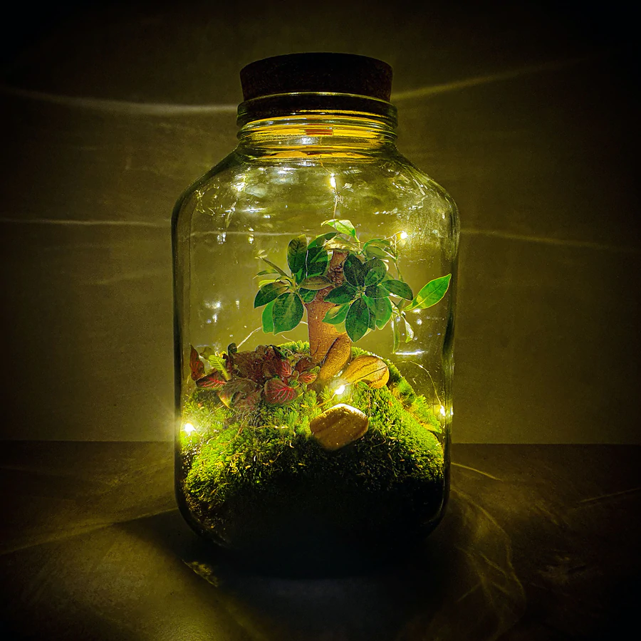 Flaschengarten 5L mit "Bonsai Microcarpa Ginseng"