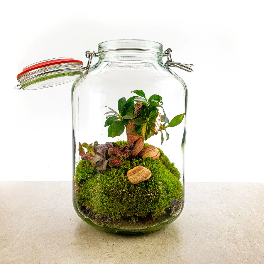 Flaschengarten 5L mit "Bonsai Microcarpa Ginseng"