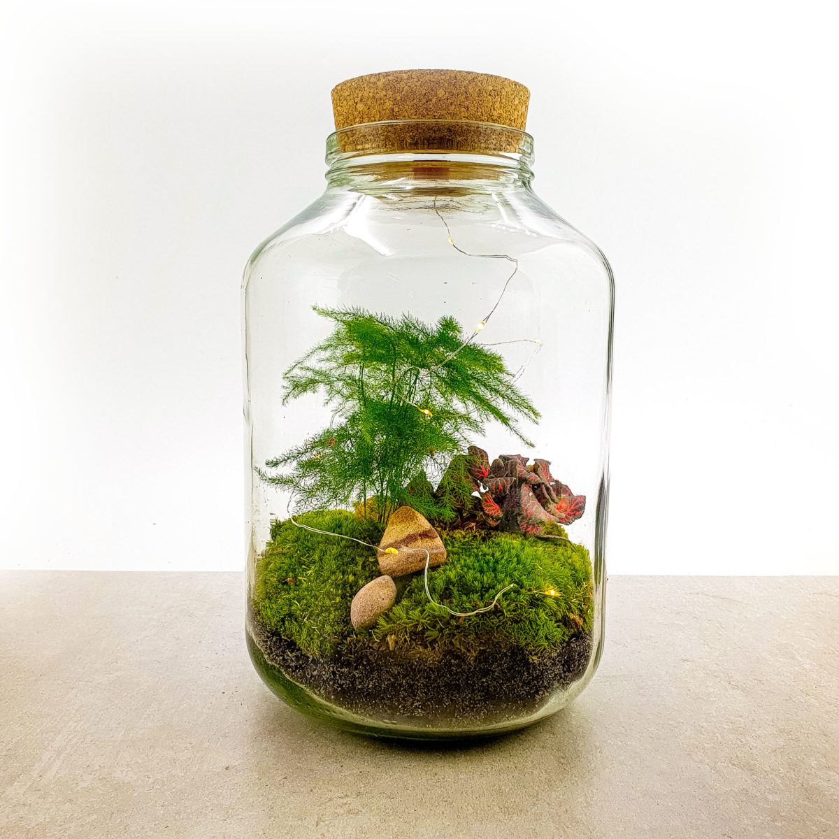 Flaschengarten 5L mit "Zierspargel Asparagus setaceus"