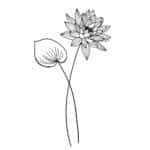 Juli (Lotus)