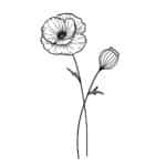 August (Mohn)